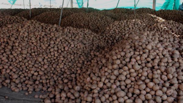 Potato Farming 