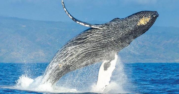 Scientists Find New Population Of Endangered Blue Whales Living In