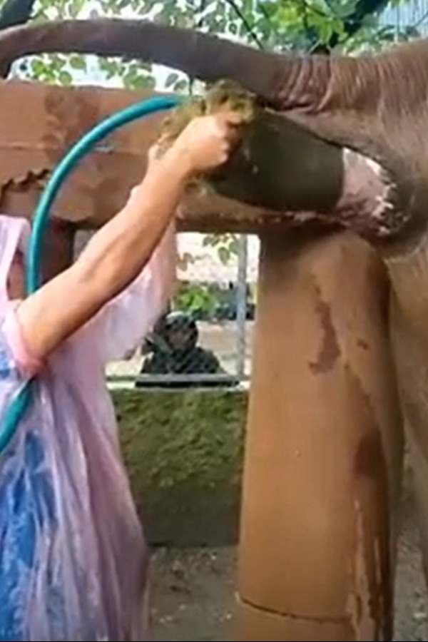 Think Your Job Is Hard? Poo Explodes In Vet’s Face As He Tries To Help A Constipated Elephant Think Your Job Is Hard? Poo Explodes In Vet’s Face As He Tries To Help A Constipated Elephant
