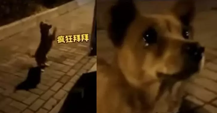 Dog cries after being fed by stranger