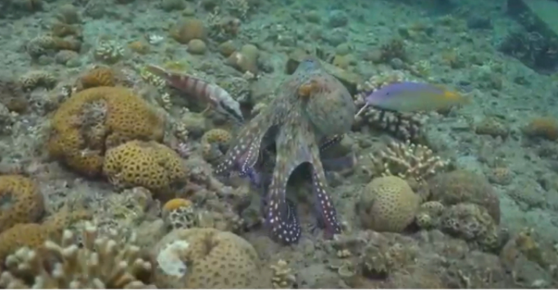 Video: Octopus Punching Fish