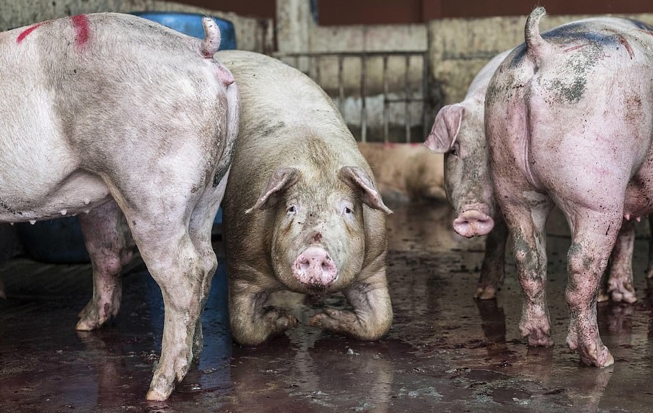 Images Of Pigs Being Clubbed To Death By Repeatedly Being Hit On The Head  In Slaughterhouse