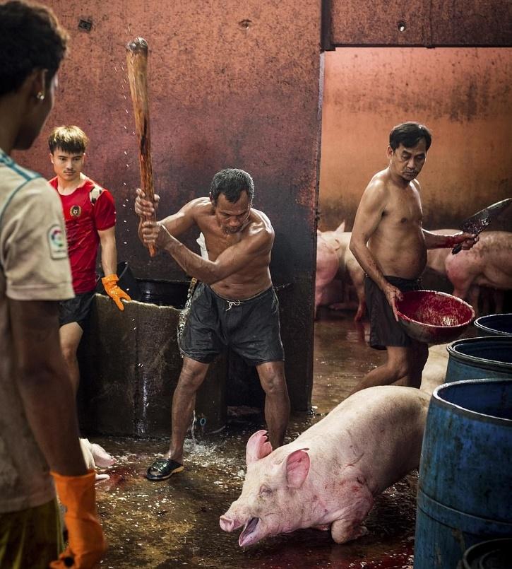 nedbrydes Forkæl dig Gennemsigtig Images Of Pigs Being Clubbed To Death By Repeatedly Being Hit On The Head  In Slaughterhouse