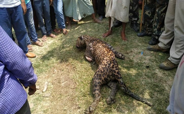 As The Number Of Human-Leopard Conflict Increase, UP To Open Five