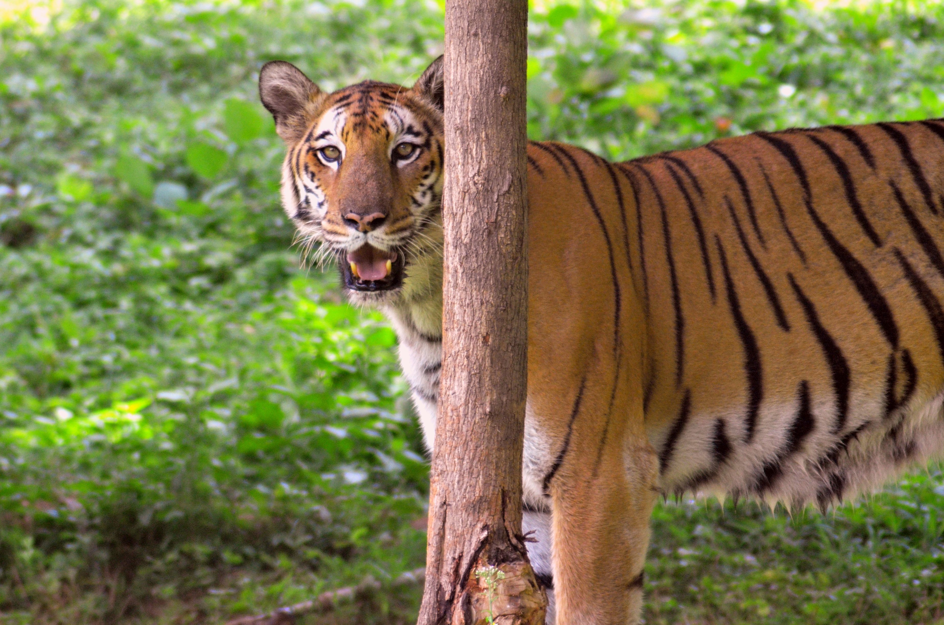 Adopt Cobra For Rs 3,500, Bengal Tiger For Rs 1 Lakh, Leopard For Rs 35,000  At Bengaluru Zoo