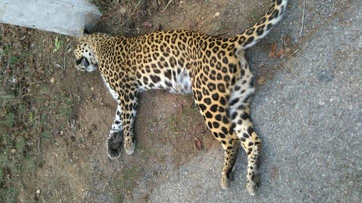 Second Alleged 'Man Eater' Leopard Shot Dead In Uttarakhand In A Week ...