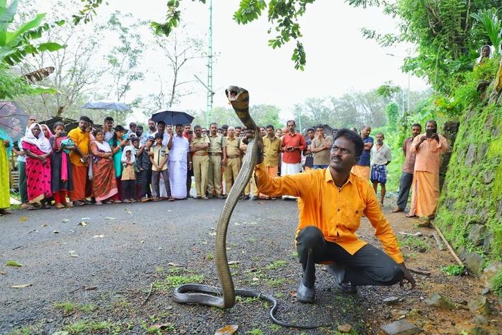 Kerala Wildlife Hero Vava Suresh Who Has Saved 50,000 Snakes Hospitalized After A Snake Bite