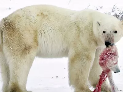 Polar Bears Are Forced To Eat Their Children, As Climate Change Destroys  Their Habitat