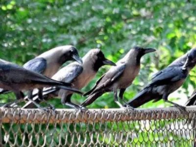 Pigeons, Crows, Other Birds Are More Intelligent, Conscious Than Previously Thought, Prove Studies