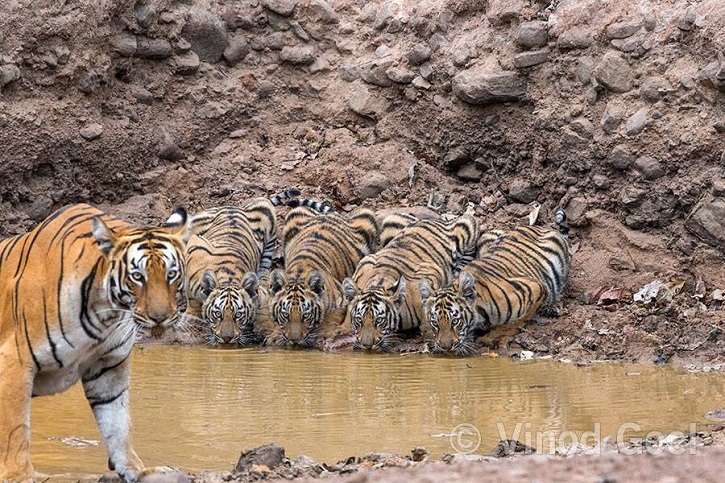 This amazing photograph shows the moment two tiger cubs embark on some play  fighting - Irish Mirror Online