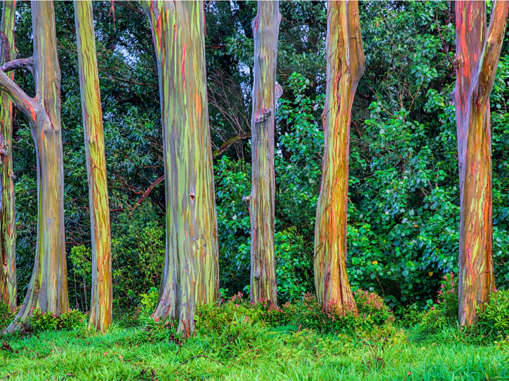 Rainbow Eucalyptus This Tree Shows Its 'True Colours', Quite Literally