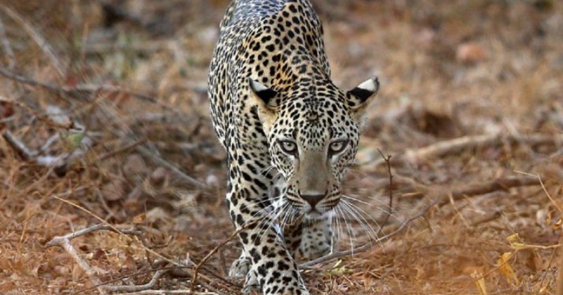 In UP, Students Locked Themselves In Classroom After Leopard Broke Into ...