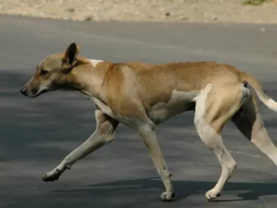 At Least 30 Strays Shot Dead In Bihar's Begusarai After Dog Attacks Killed 10 Women In 2022