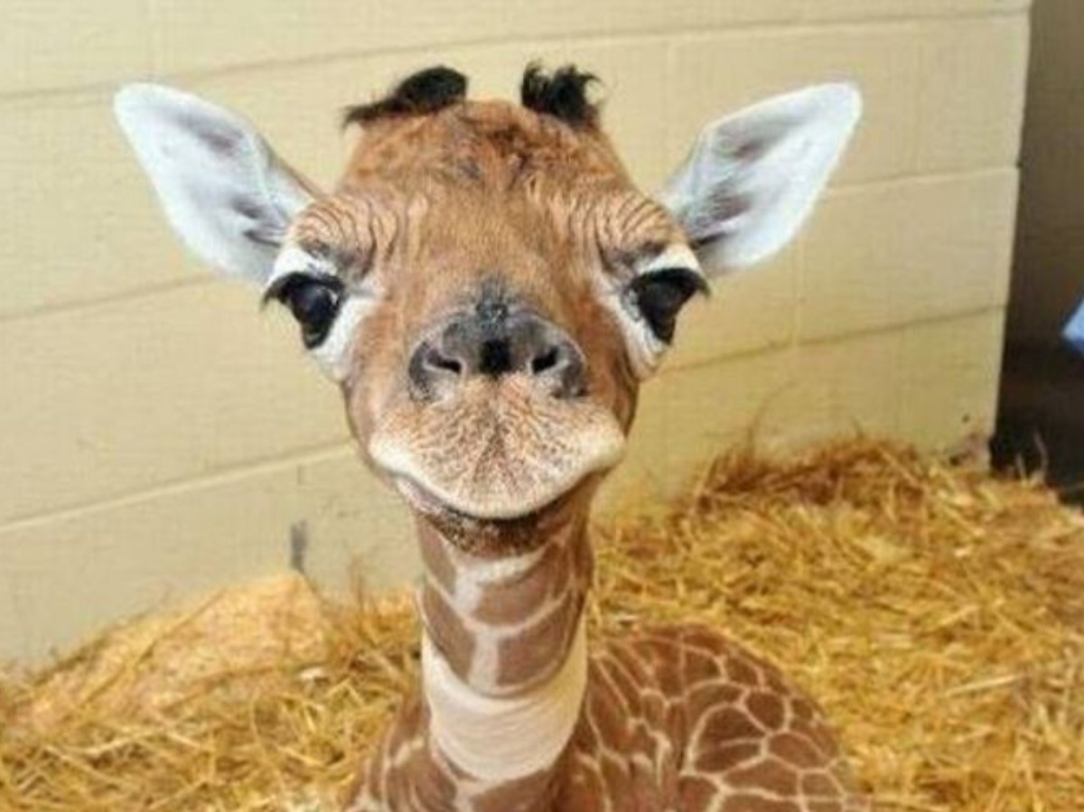 This Video Of A Baby Giraffe Attempting To Take Its First Steps Is Going Viral On The Internet