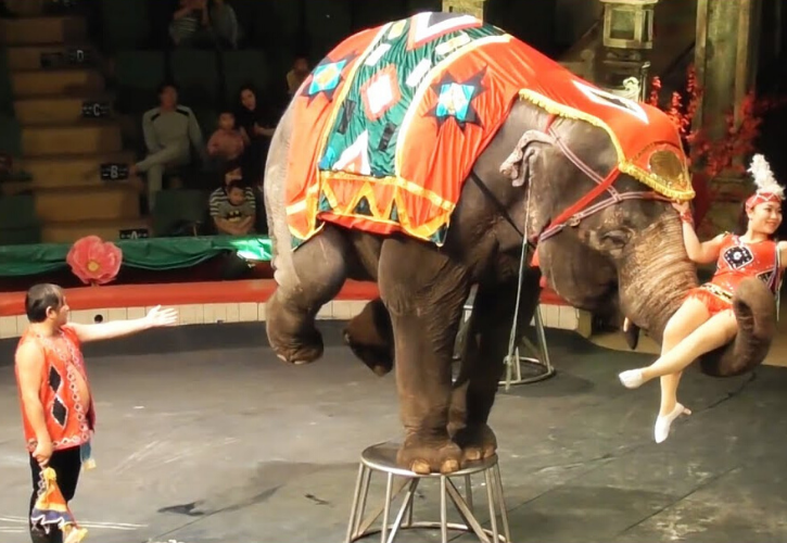 9 Animal Cruelty Practices That Are Making Us Lose Faith In Humanity