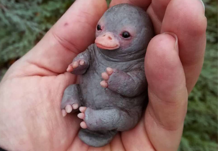 Viral \'Platypus Baby\' Photo Is Not Real