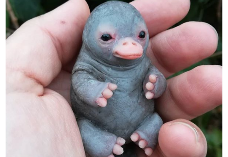 Viral Platypus Baby Photo Is Not Real