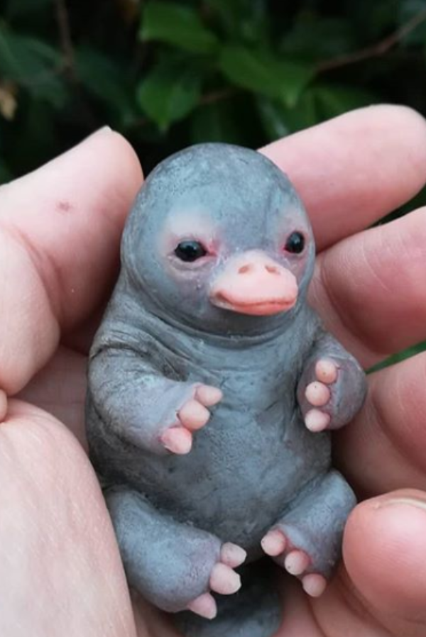 Viral Platypus Baby Photo Is Not Real