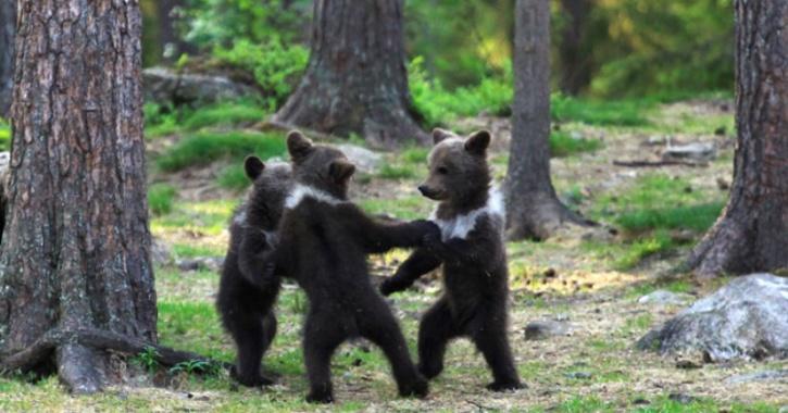 Finland: Teacher 3 Bear Cubs Dancing &amp; Playing Like Human Kids
