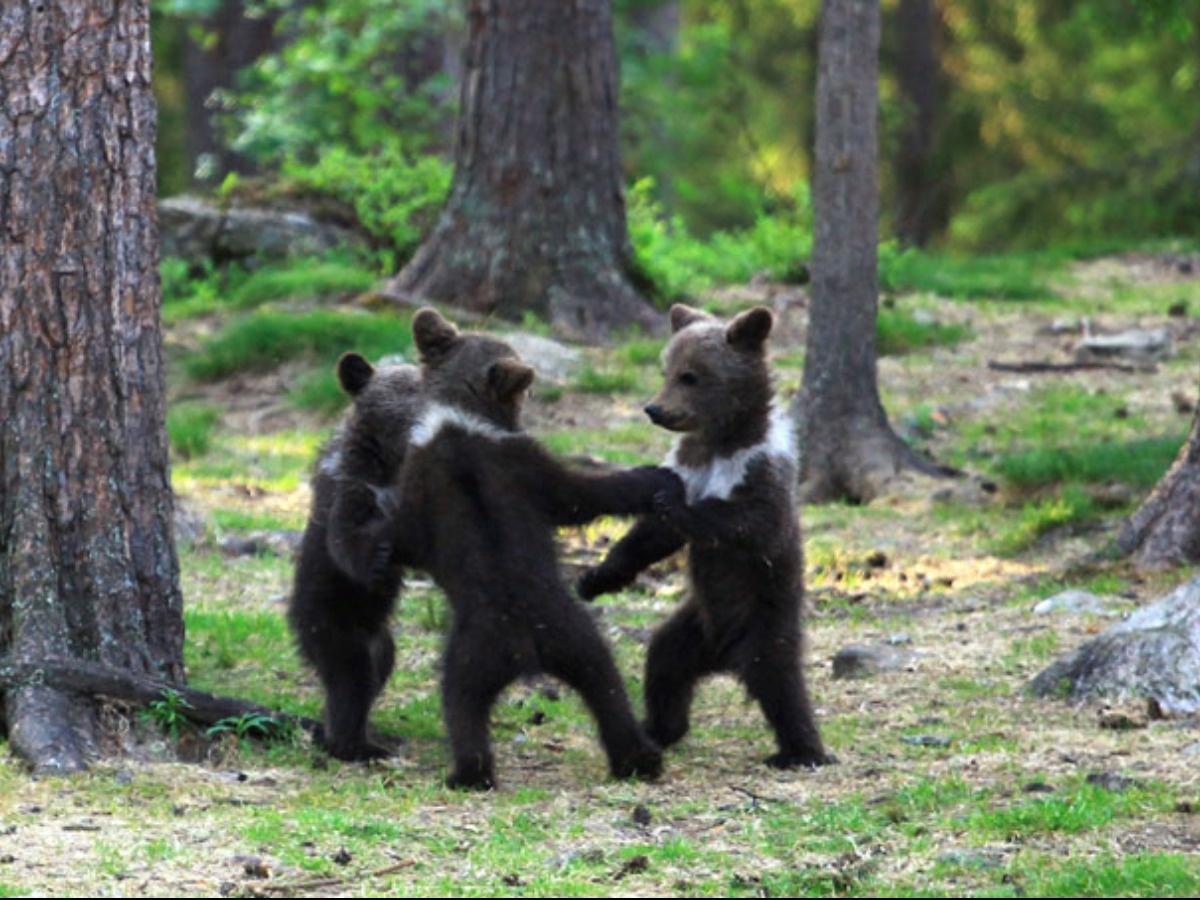 baby bear cubs