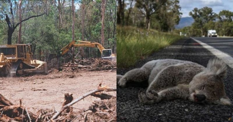 After Thousands Of Koalas Died In Bushfires, 500 More Killed During ...