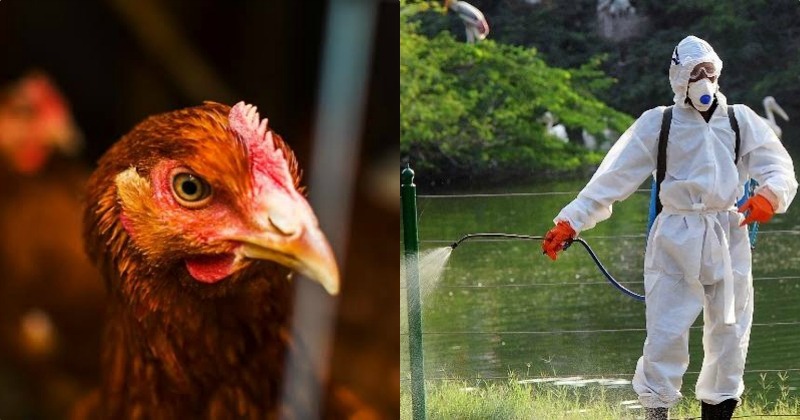 Amid Coronavirus Scare, China Reports H5N1 Bird Flu Outbreak In Hunan