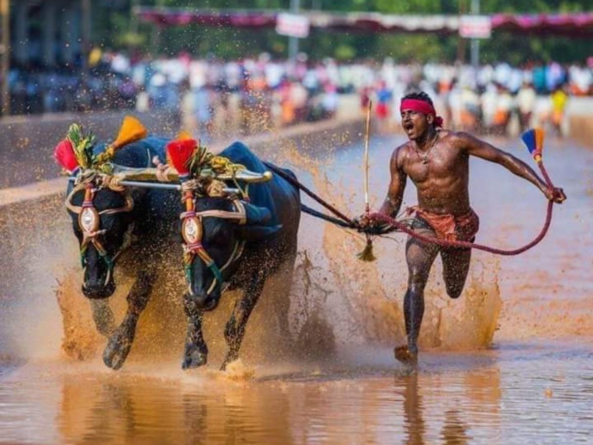 What Is Kambala? Here's Everything You Need To Know About Racing With  Buffaloes