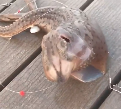 Viral Video: Fisherman Catches Sea Monster With Three Legs And Its Freaky