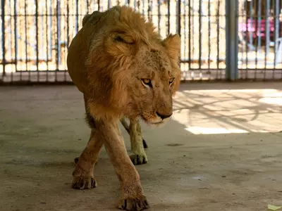 Lion bait jailed