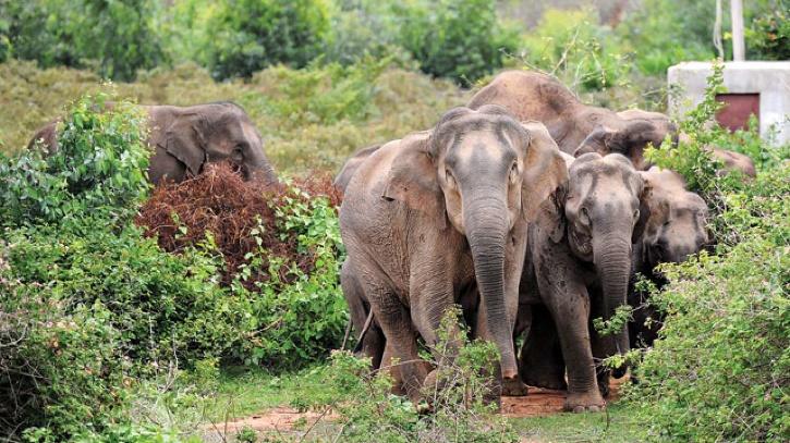 Elephant Deaths, Karnataka Elephant Deaths, Electrocution Of Elephants, Elephants died of Electrocution India, Elephant Deaths India