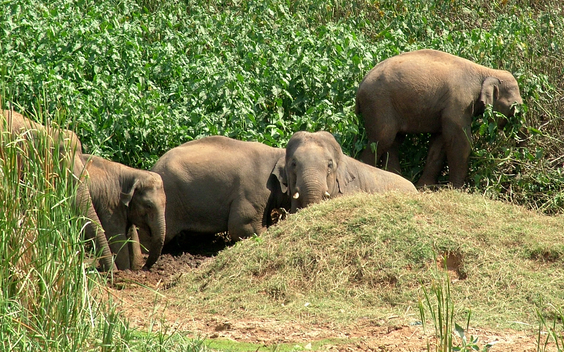 Wild Elephant Killed By Poachers Trap In Odisha, Days After Two Jumbos ...