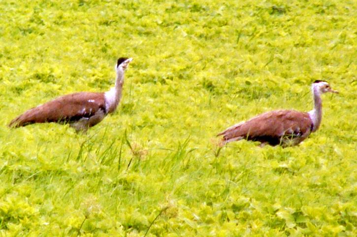 despite-artificially-breeding-the-endangered-great-indian-bustard