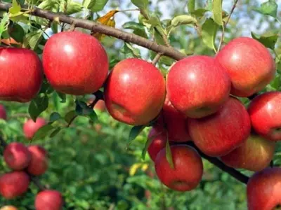 apple-cultivation-5e33be5bdc11a