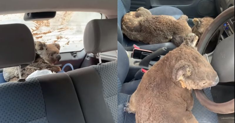 Australian Teenagers Drove Around Bushfires & Filled Their Car With ...