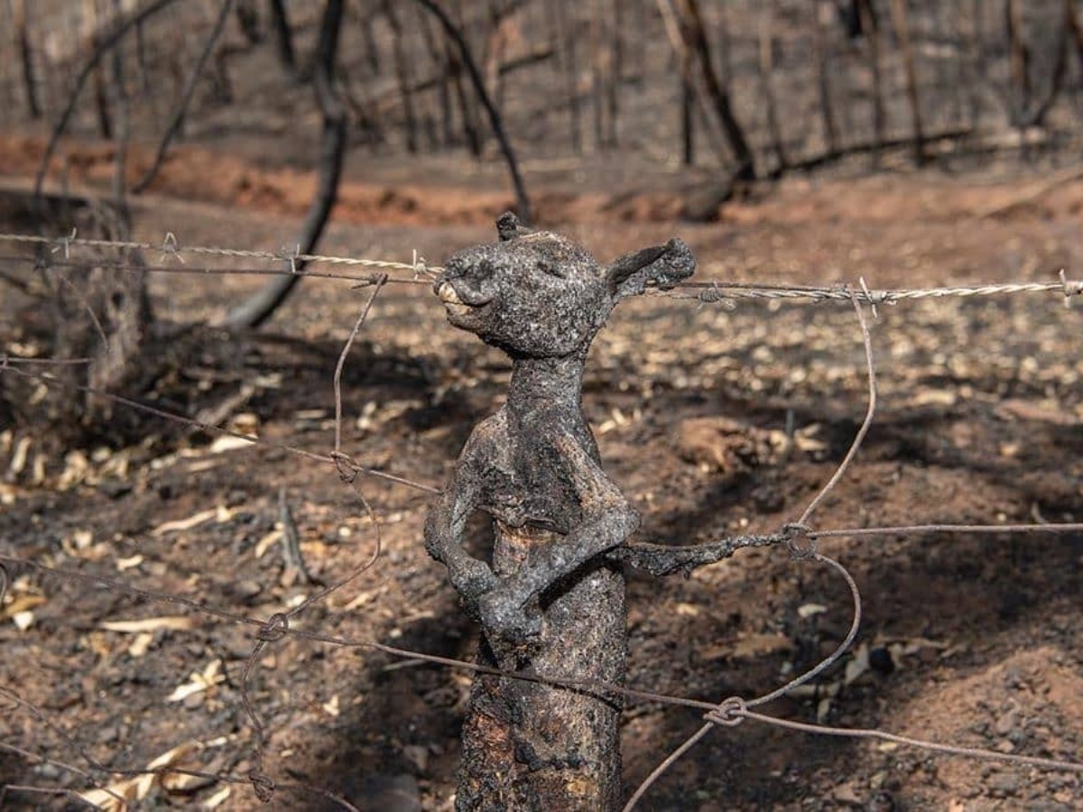Download Australia Fires Animals Dead PNG