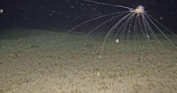 Scientists Discover Never-Before-Seen 'Translucent' Sea Creature Off ...