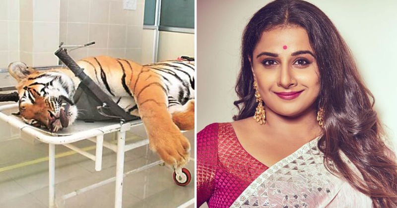 Vidya Balan To Star In Film Inspired By Killing Of Avni Tigress Who