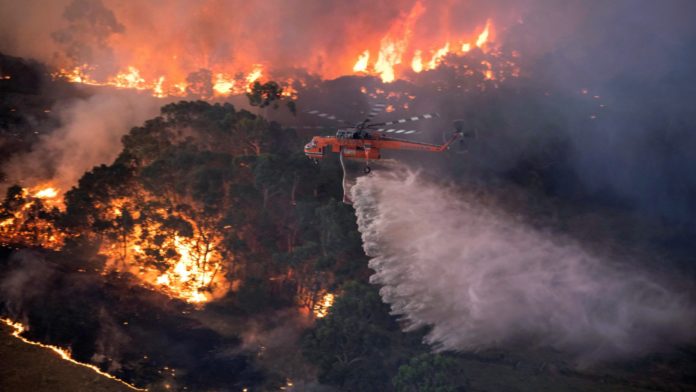 More than 10000 camels to be shot because they drink too much water to prevent bush fire