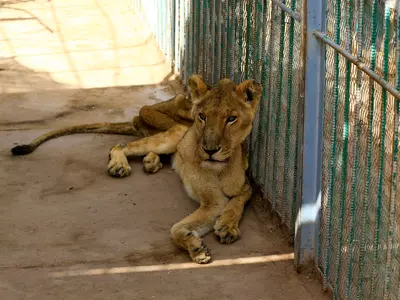 Malnourished Lions