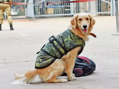 army dogs