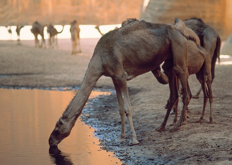 More than 10000 camels to be shot because they drink too much water to prevent bush fire