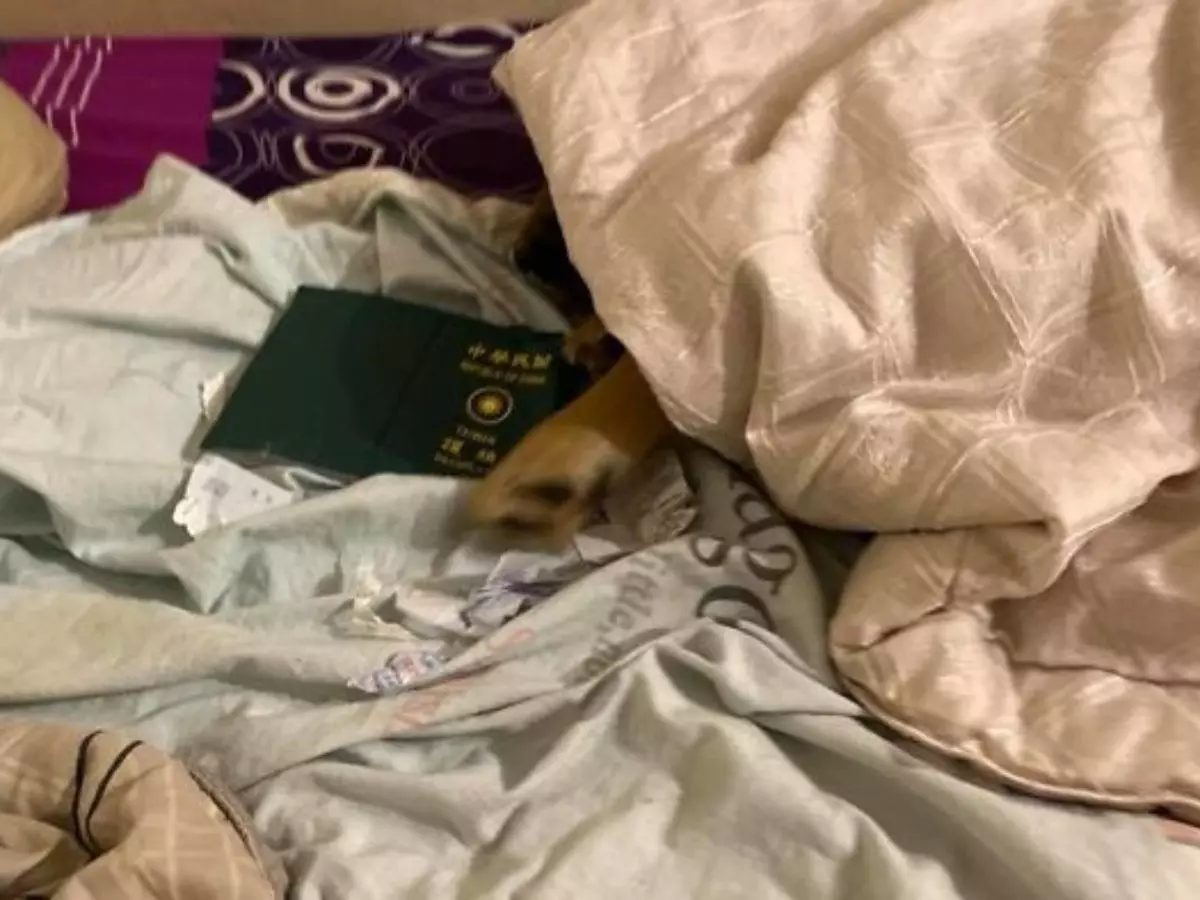 dog-destroy-passport-prevent-trip-wuhan-1-1-5e2e8faebe6ca-700-5e2fd64f06670 Indiatimes