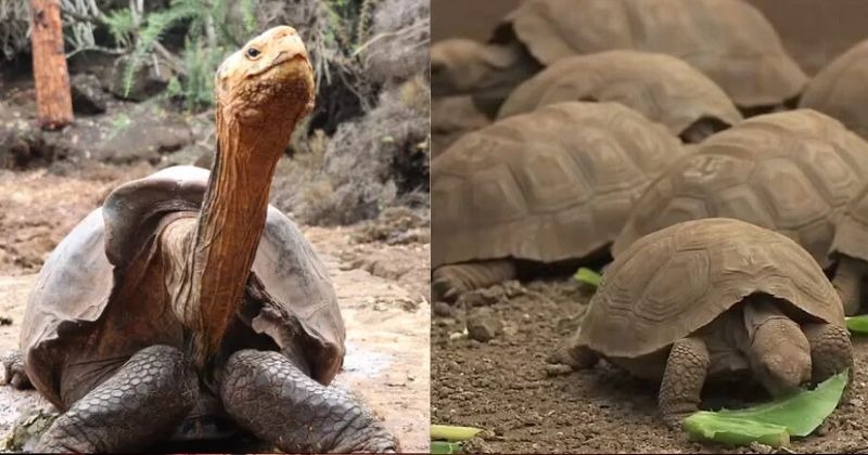 100 YO Giant Tortoise Has Fathered 800 Babies Since 1960s And Saved His ...