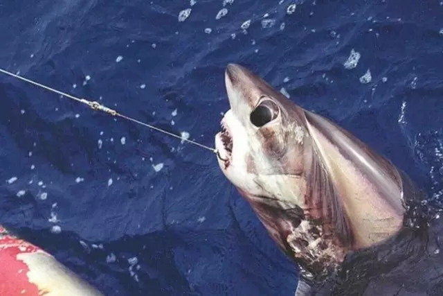 New study shows millions of sharks have fishhooks stuck in their