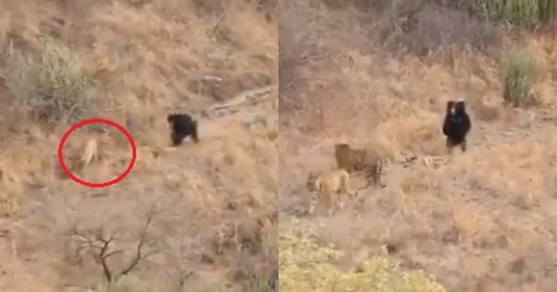 Viral Video Tigers Try To Prey On Sloth Bear In Ranthambore National ...