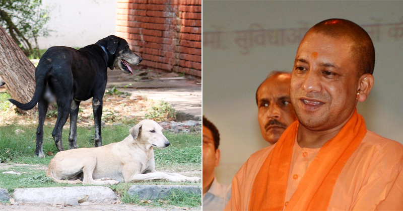 Only In UP! Engineers Asked To Keep Stray Animals At Bay During UP CM Yogi  Adityanath's Visit
