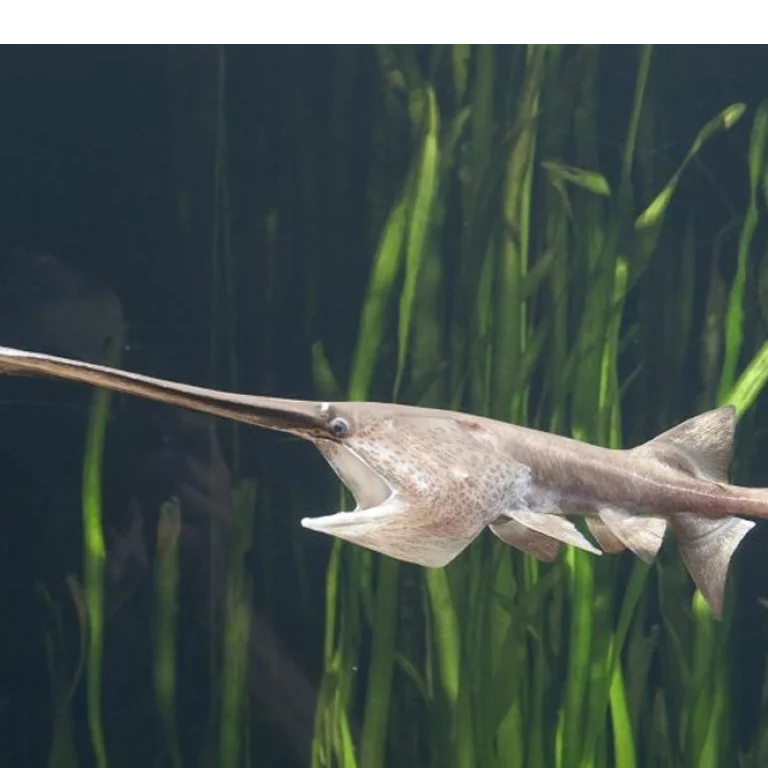 Chinese Swordfish Has Been Declared Officially Extinct By Scientists