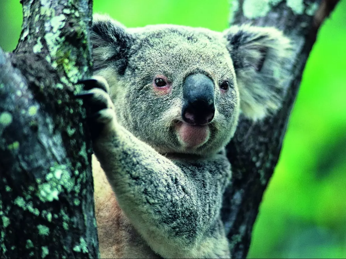 Koalas Are So Cute! (And Threatened) : The Picture Show : NPR