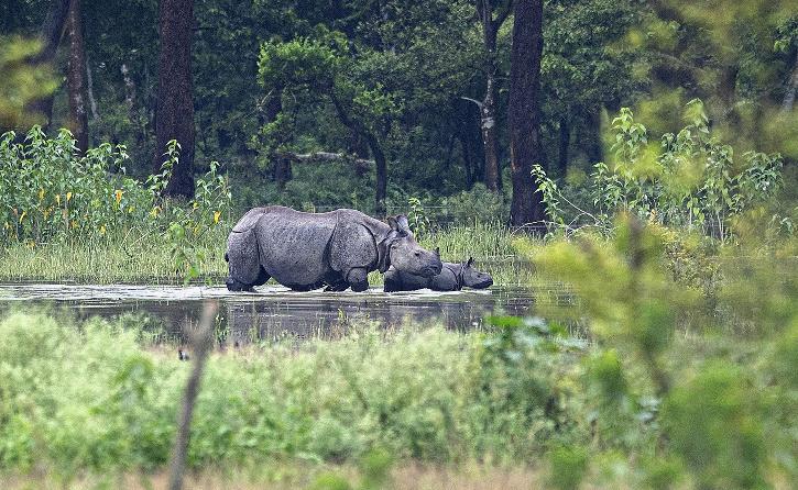 Kaziranga National Park Gets 3,000 Hectares Additional Land Where ...