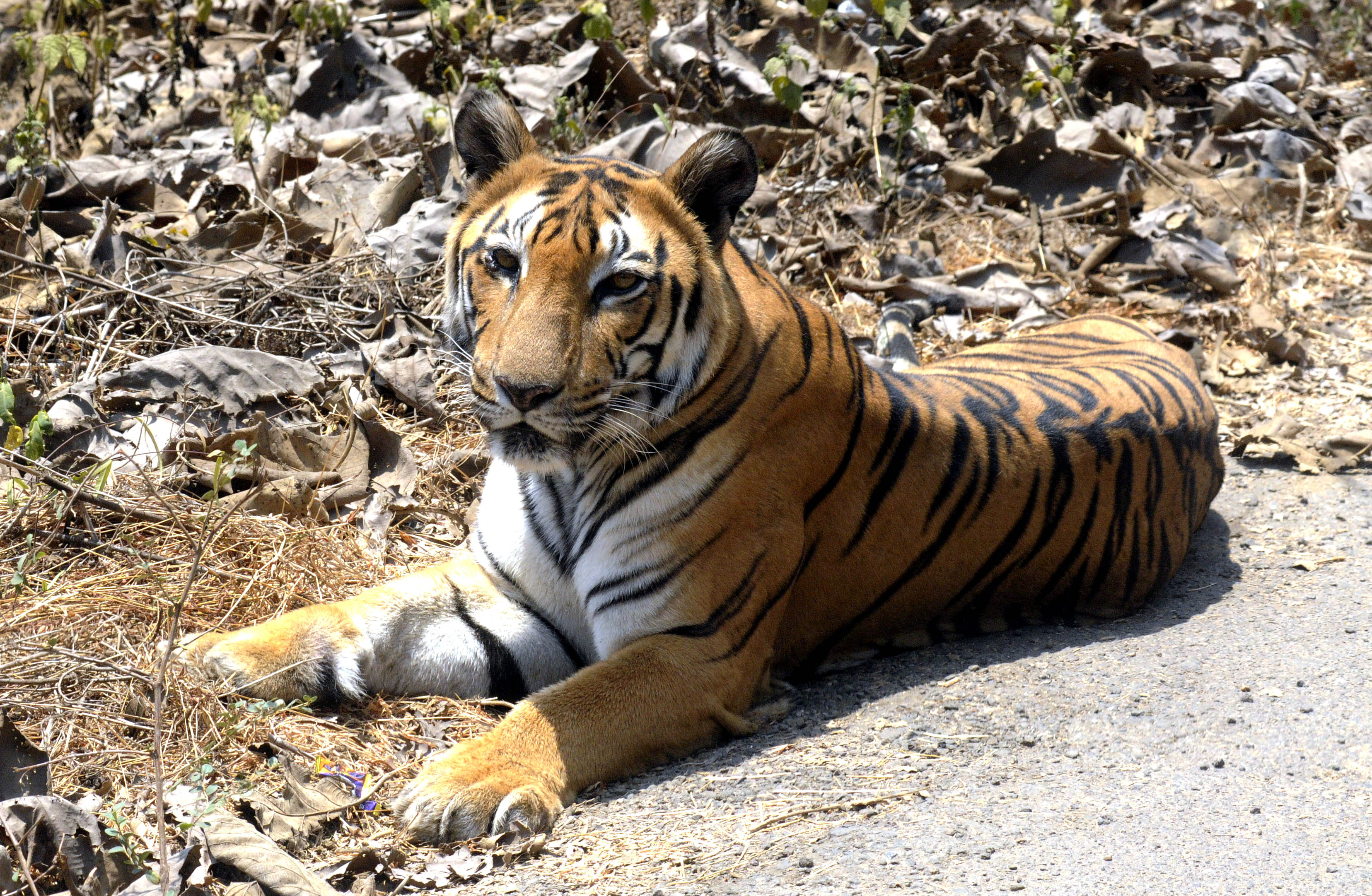 Tiger - A Rare Conservation Success Story From India, Now Home To 70% ...